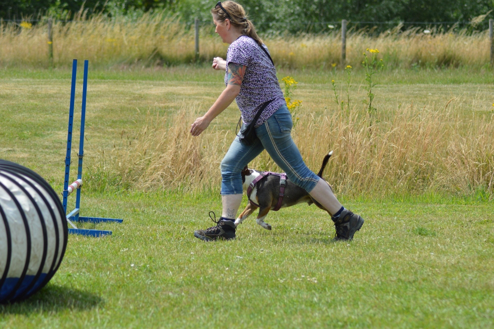 Behendigheid wedstrijd